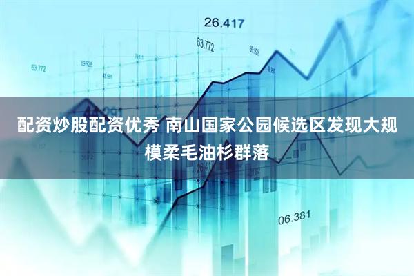 配资炒股配资优秀 南山国家公园候选区发现大规模柔毛油杉群落